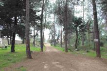 صورة من غابة المركز  صورة من غابة المركز