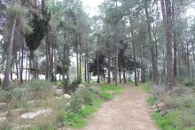 صورة من غابة المركز  صورة من غابة المركز