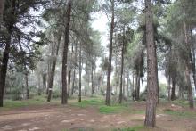 صورة من غابة المركز  صورة من غابة المركز