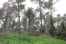 صورة من غابة المركز 