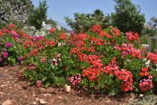 بعض الورود والأزهار في المركز 