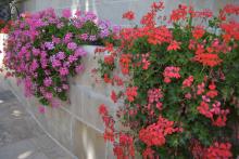 بعض الورود والأزهار في المركز 