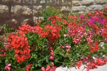 بعض الورود والأزهار في المركز 