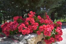 بعض الورود والأزهار في المركز 